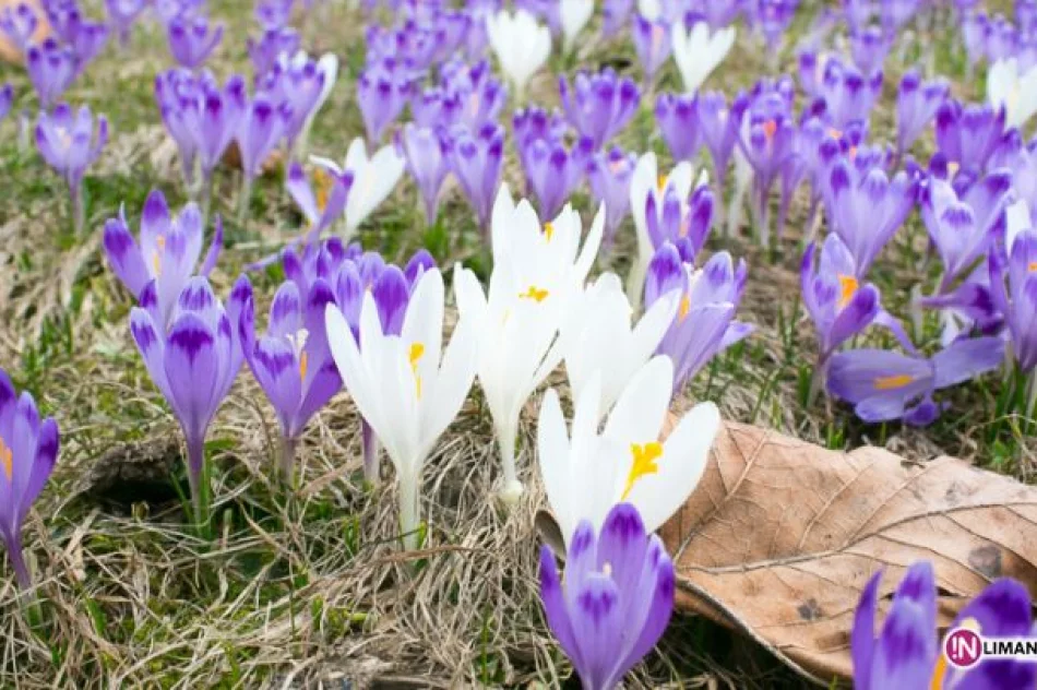 Krokusowe łąki w Koninkach - zdjęcie 20