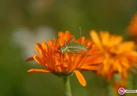 Nagietek lekarski - zdjęcie główne