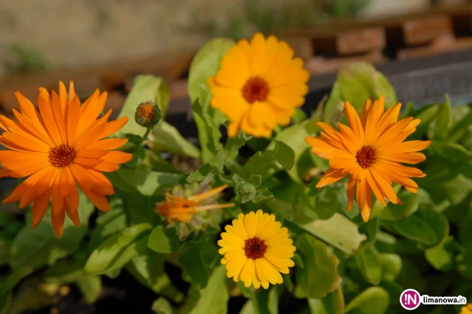 Nagietek lekarski - zdjęcie 2