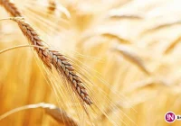 Produkujesz i sprzedajesz np. zboża czy owoce? Musisz złożyć wniosek o wpis do rejestru - zdjęcie główne