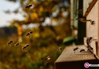 Na ratunek małopolskim pszczołom - zdjęcie główne