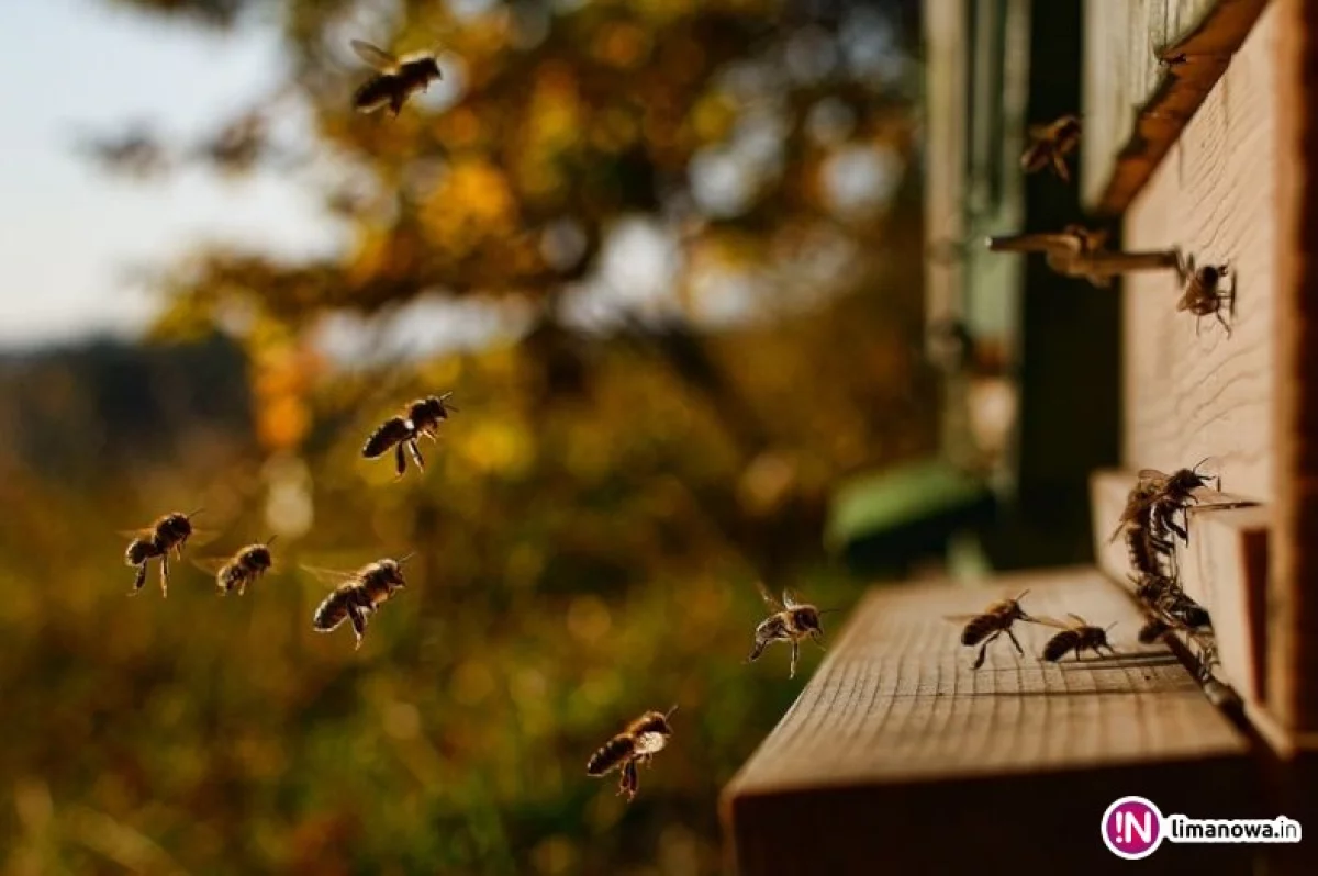 Na ratunek małopolskim pszczołom