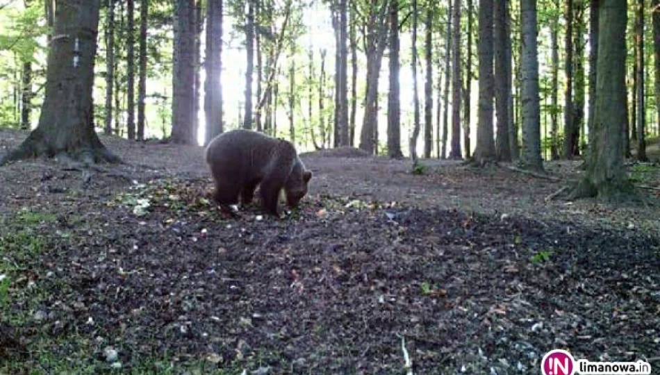 Niedźwiedź w lasach Limanowszczyzny. Zobacz zdjęcia! - zdjęcie 1