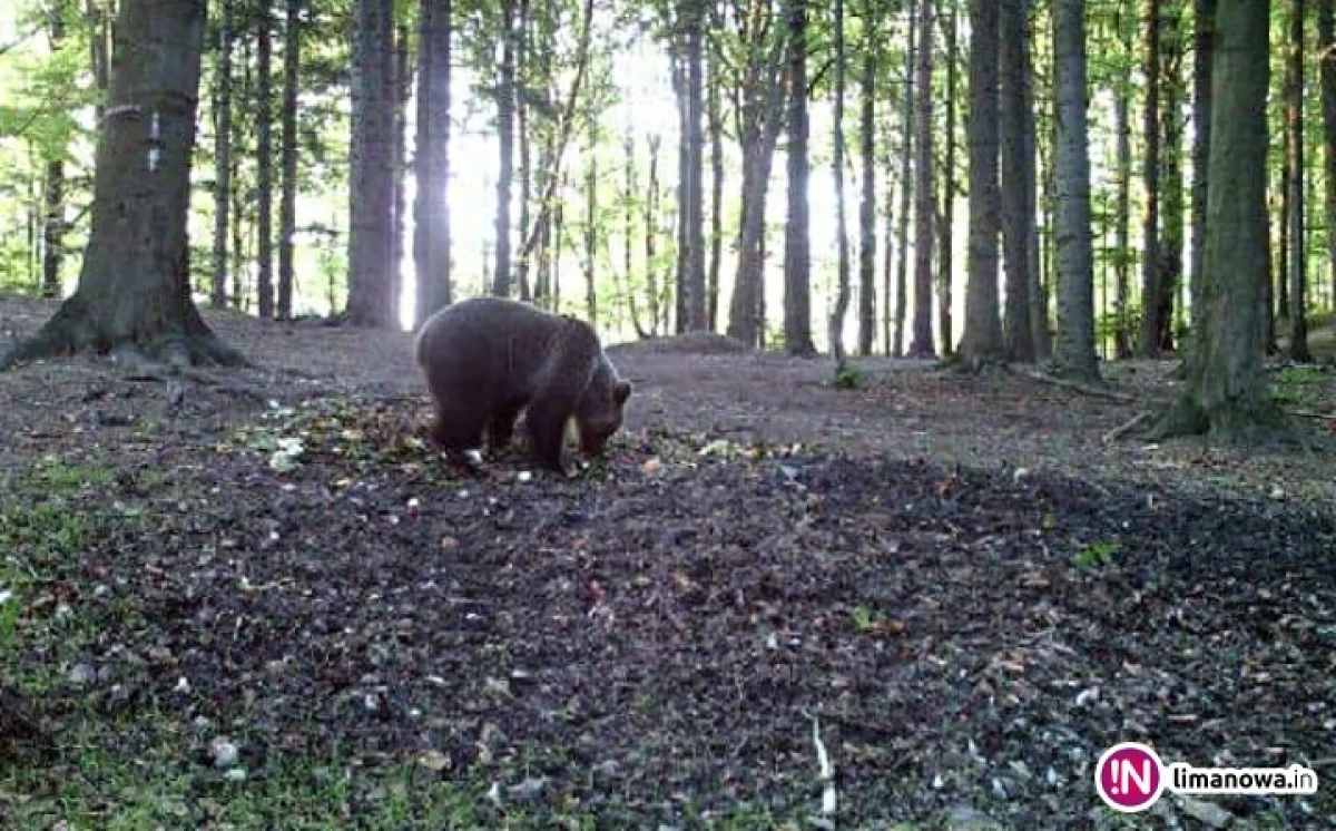 Niedźwiedź w lasach Limanowszczyzny. Zobacz zdjęcia!