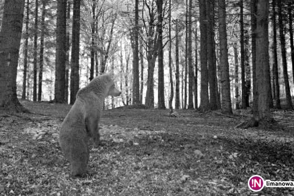 Niedźwiedź w lasach Limanowszczyzny. Zobacz zdjęcia! - zdjęcie 2