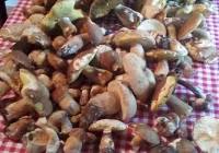 Lasy Limanowszczyzny już pełne grzybów - zdjęcie główne