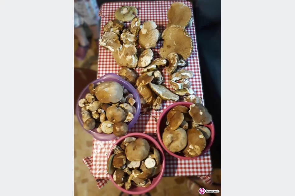 Lasy Limanowszczyzny już pełne grzybów - zdjęcie 2