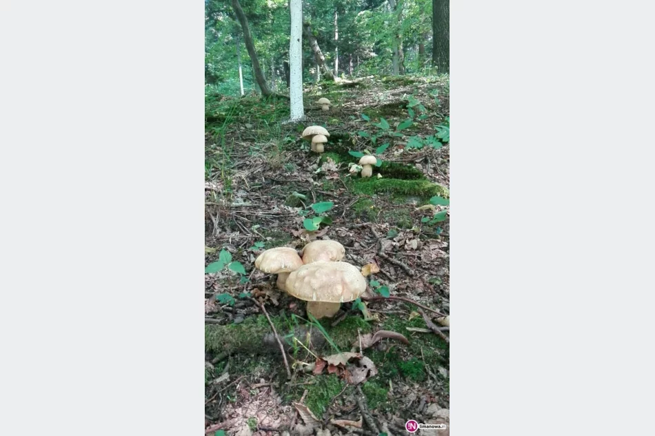 Lasy Limanowszczyzny już pełne grzybów - zdjęcie 3