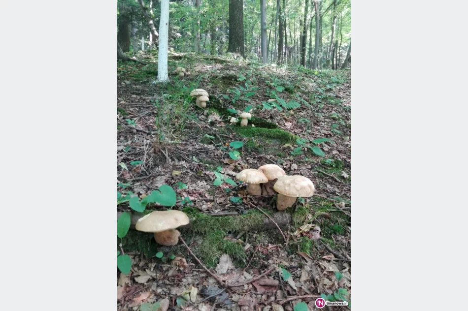 Lasy Limanowszczyzny już pełne grzybów - zdjęcie 4
