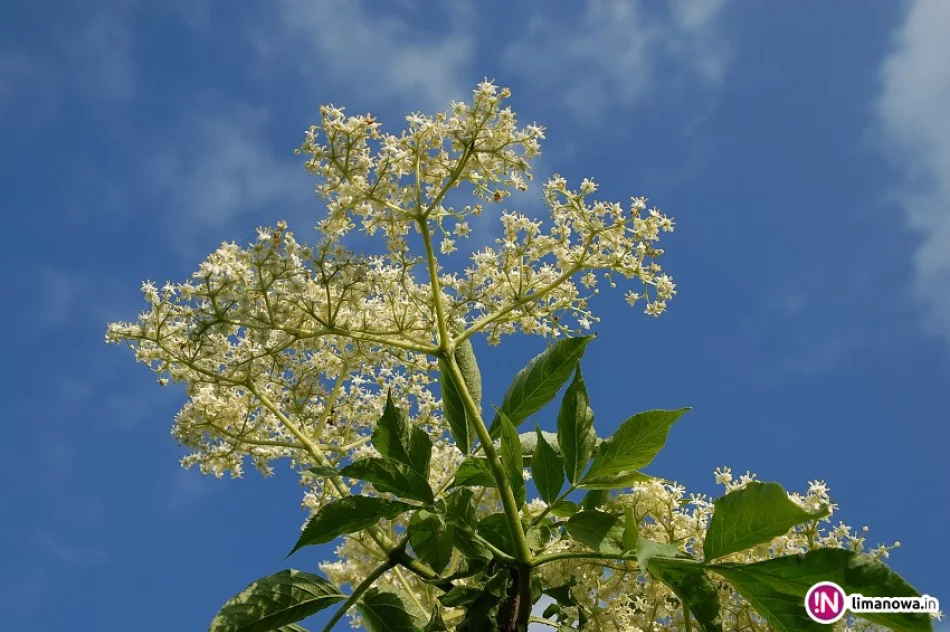 Bez czarny - zdjęcie 2