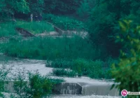 Ciało mężczyzny znaleziono w pobliżu rzeki - zdjęcie główne