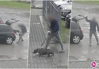 Za znęcanie się nad psem mężczyźnie grożą 3 lata więzienia - zdjęcie główne