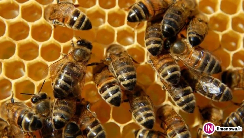 Dziś Światowy Dzień Pszczół, których praca w Polsce warta jest ponad 4 mld zł - zdjęcie 1
