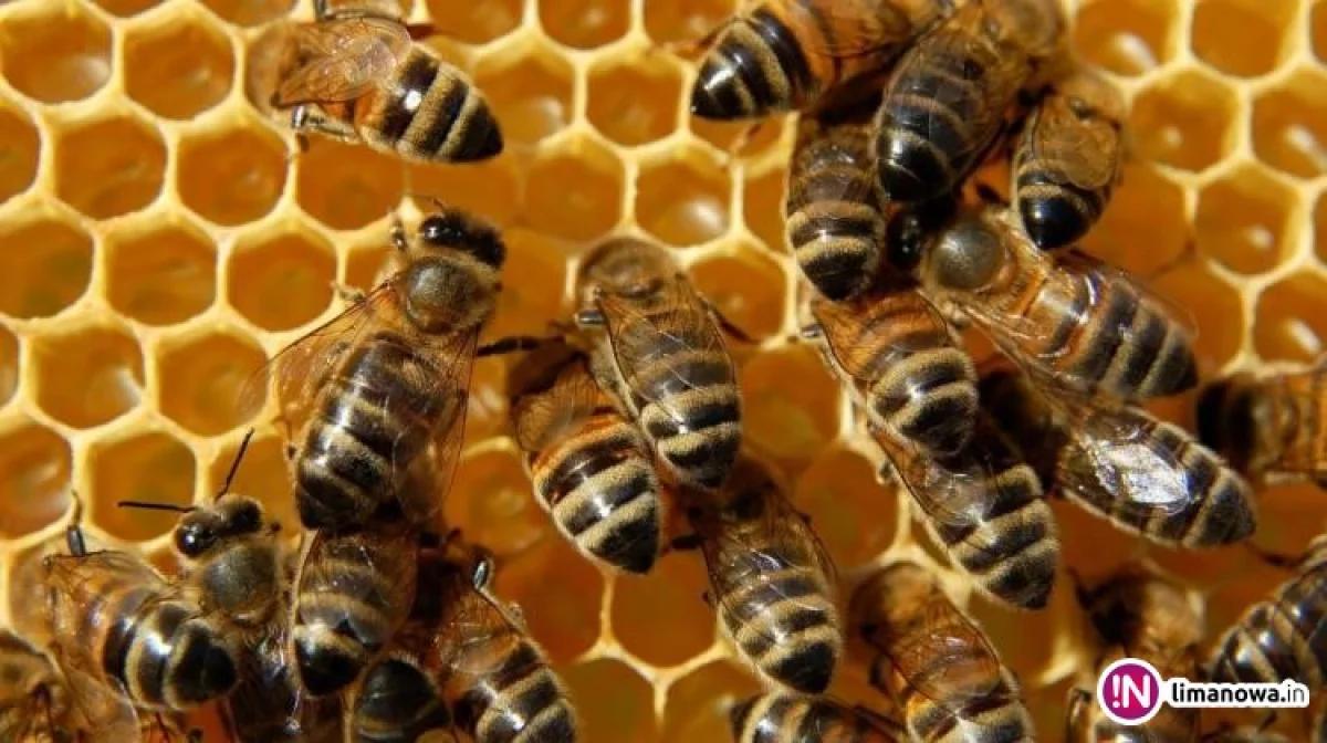 Dziś Światowy Dzień Pszczół, których praca w Polsce warta jest ponad 4 mld zł