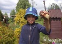 Majowa anomalia - pierwsze grzybobranie w lasach Limanowszczyzny - zdjęcie główne