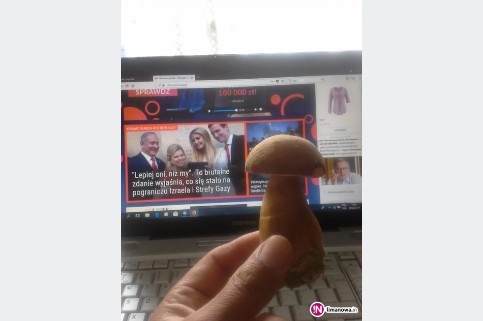 Majowa anomalia - pierwsze grzybobranie w lasach Limanowszczyzny - zdjęcie 2