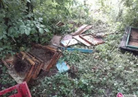 Niedźwiedź zniszczył pasieki na terenie sąsiedniego nadleśnictwa - zdjęcie główne