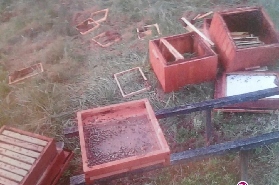 Niedźwiedź zniszczył pasieki na terenie sąsiedniego nadleśnictwa - zdjęcie 2