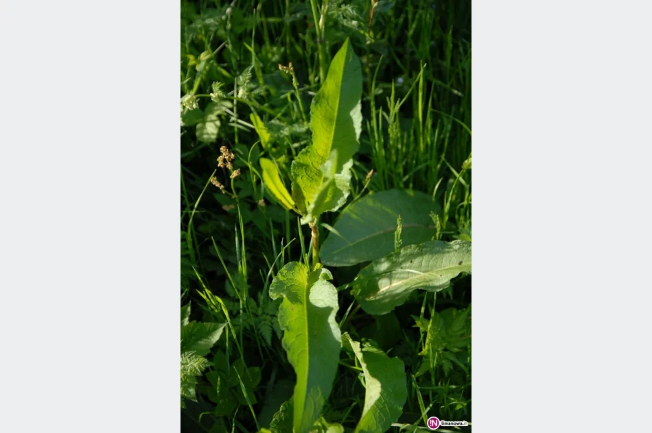 Ty szczawiu! - zdjęcie 2