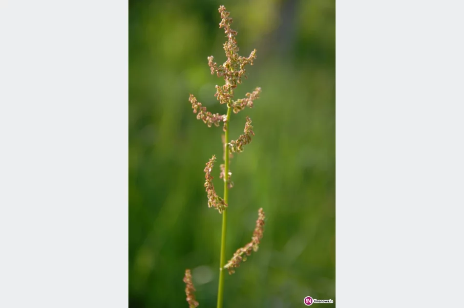 Ty szczawiu! - zdjęcie 3