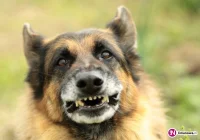 130 przypadków pogryzień przez zwierzęta podejrzane o wściekliznę - zdjęcie główne