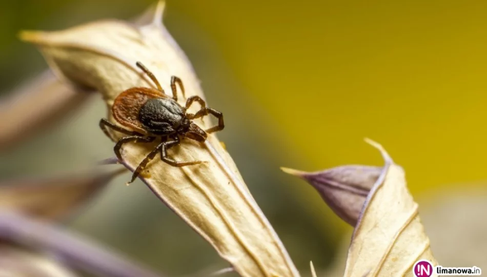 Nieznaczny spadek zachorowań na boreliozę - zdjęcie 1