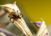 Nieznaczny spadek zachorowań na boreliozę - zdjęcie główne