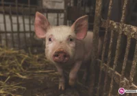 Od poniedziałku ruszają kontrole Inspekcji Weterynarii w gospodarstwach - zdjęcie główne