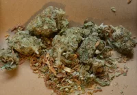 Pięć młodych osób zatrzymanych w związku z przestępczością narkotykową - zdjęcie główne