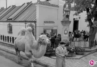 18 lat temu kręcono 'Duże zwierzę' (wideo) - zdjęcie główne