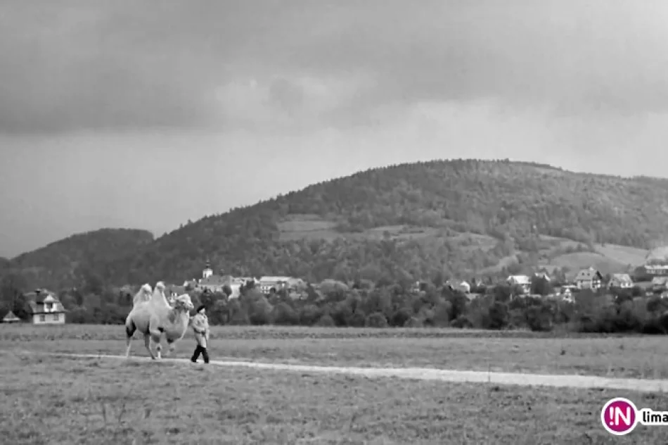 18 lat temu kręcono 'Duże zwierzę' (wideo) - zdjęcie 2
