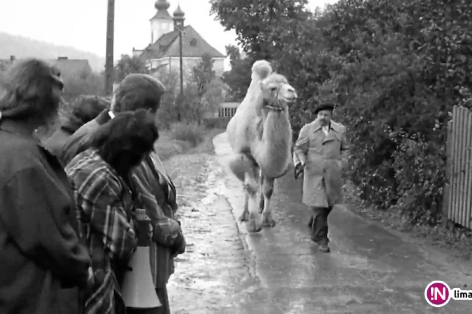 18 lat temu kręcono 'Duże zwierzę' (wideo) - zdjęcie 3