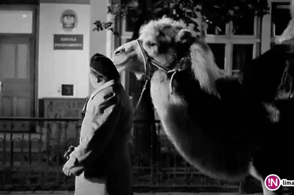 18 lat temu kręcono 'Duże zwierzę' (wideo) - zdjęcie 4