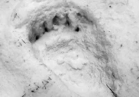 Ślady niedźwiedzia w Gorcach - zdjęcie główne