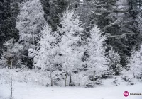 Opady śniegu, zawieje i zamiecie - zdjęcie główne