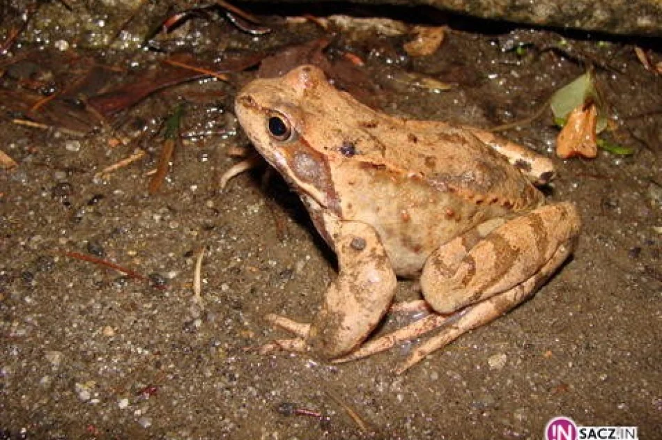 Kandydaci widziani z profilu - zdjęcie 8