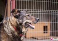 Stowarzyszenie znalazło teren pod schronisko dla zwierząt. Czy samorządowcy dadzą się przekonać? - zdjęcie główne