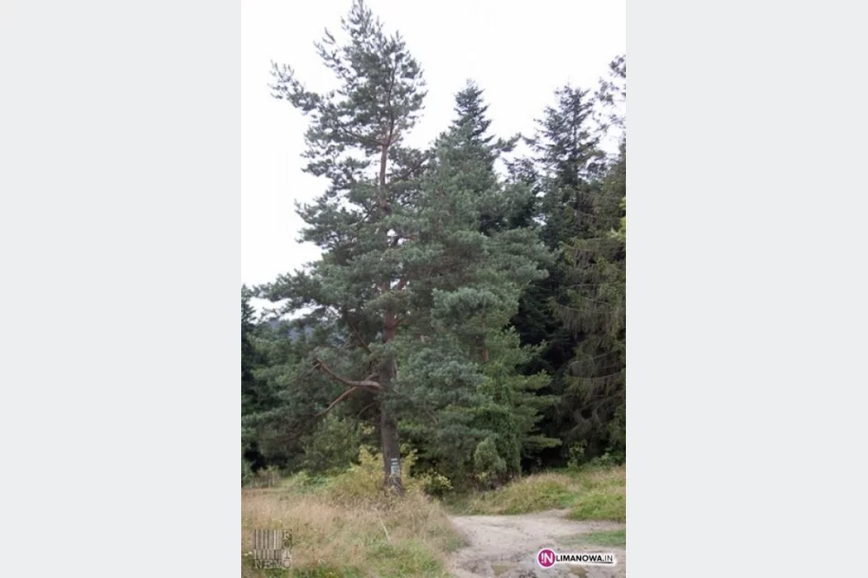 Złaz na Mogielicy - zdjęcie 5