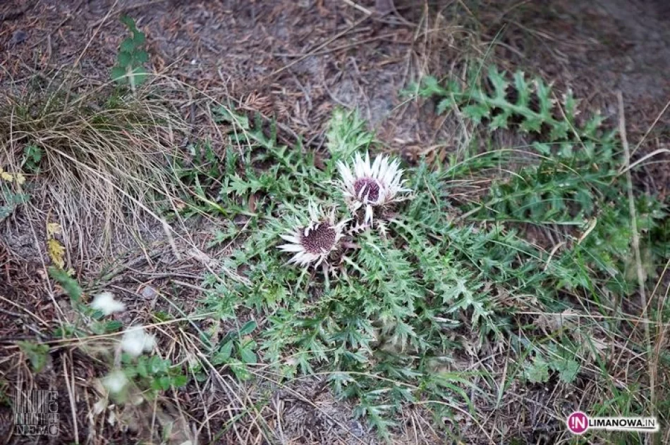 Złaz na Mogielicy - zdjęcie 6