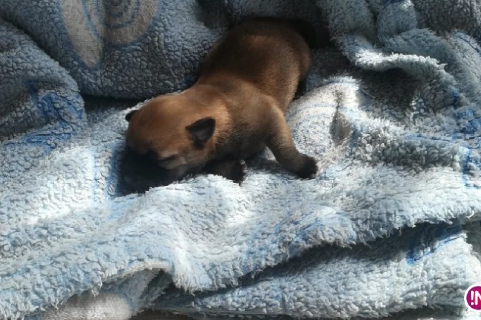 W foliowym worku wyrzuciła szczenię do śmietnika. Usłyszała zarzuty - zdjęcie 2