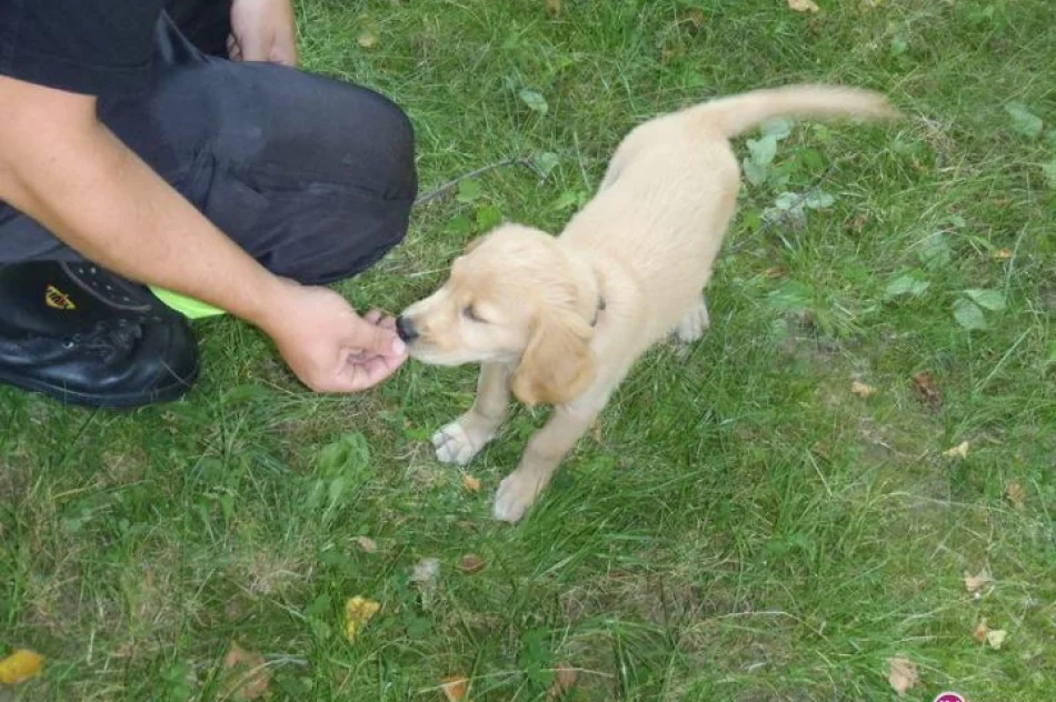 Lex będzie strażakiem - zdjęcie 2