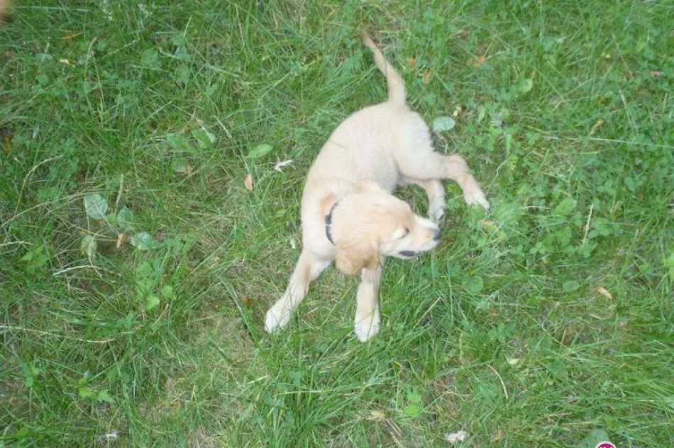 Lex będzie strażakiem - zdjęcie 3