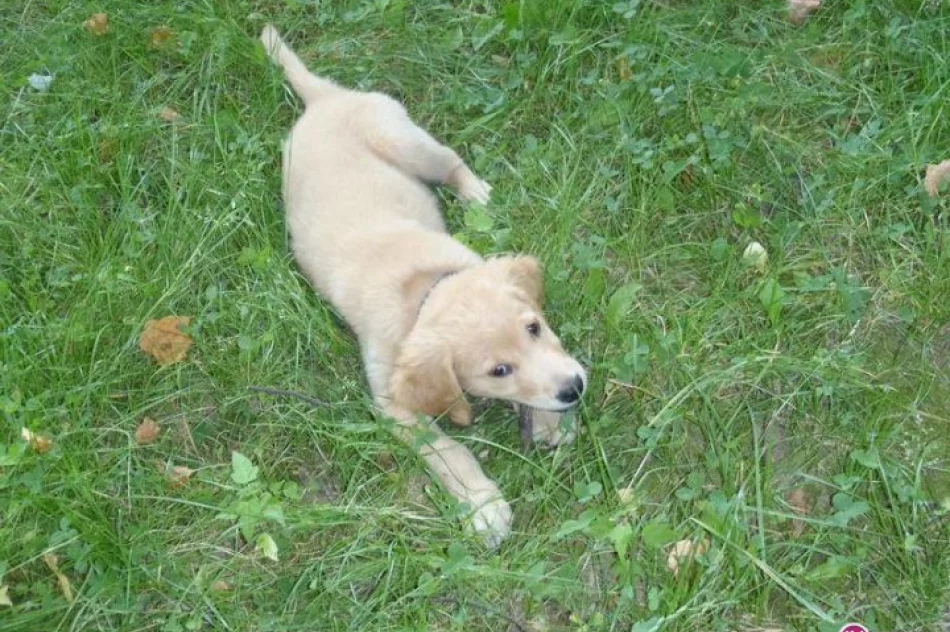 Lex będzie strażakiem - zdjęcie 4