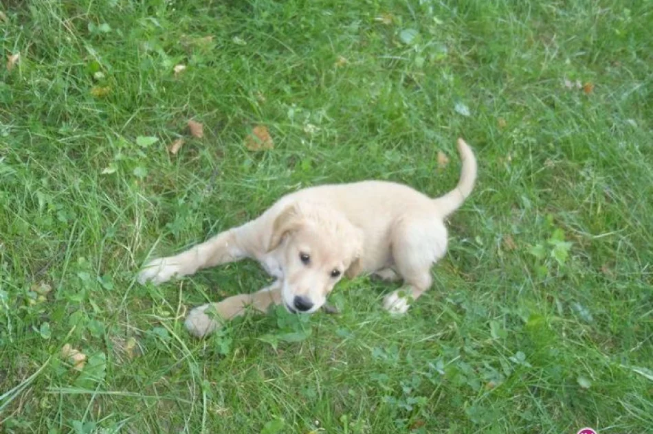 Lex będzie strażakiem - zdjęcie 5