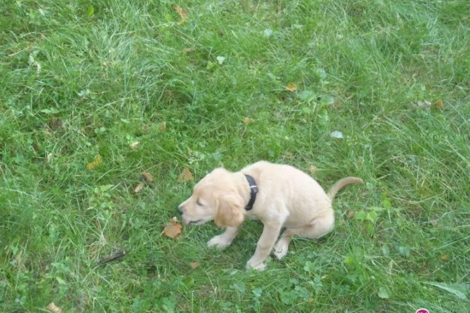 Lex będzie strażakiem - zdjęcie 6