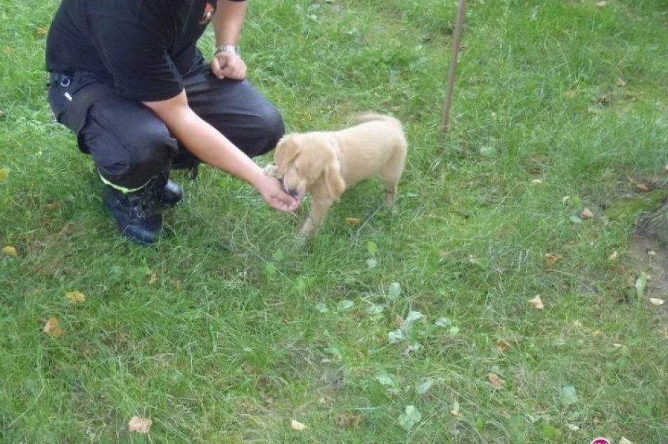 Lex będzie strażakiem - zdjęcie 8