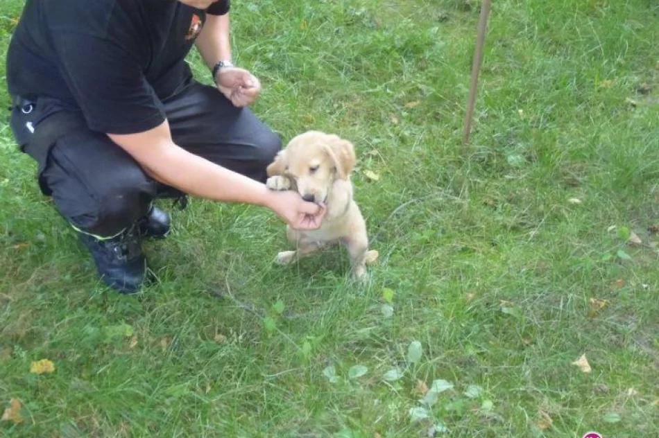 Lex będzie strażakiem - zdjęcie 9