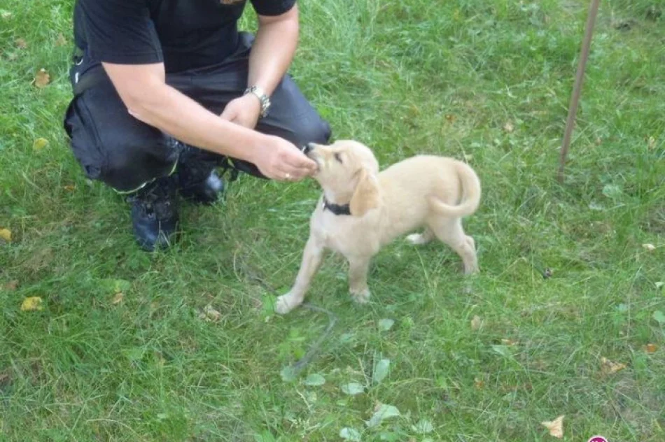 Lex będzie strażakiem - zdjęcie 10