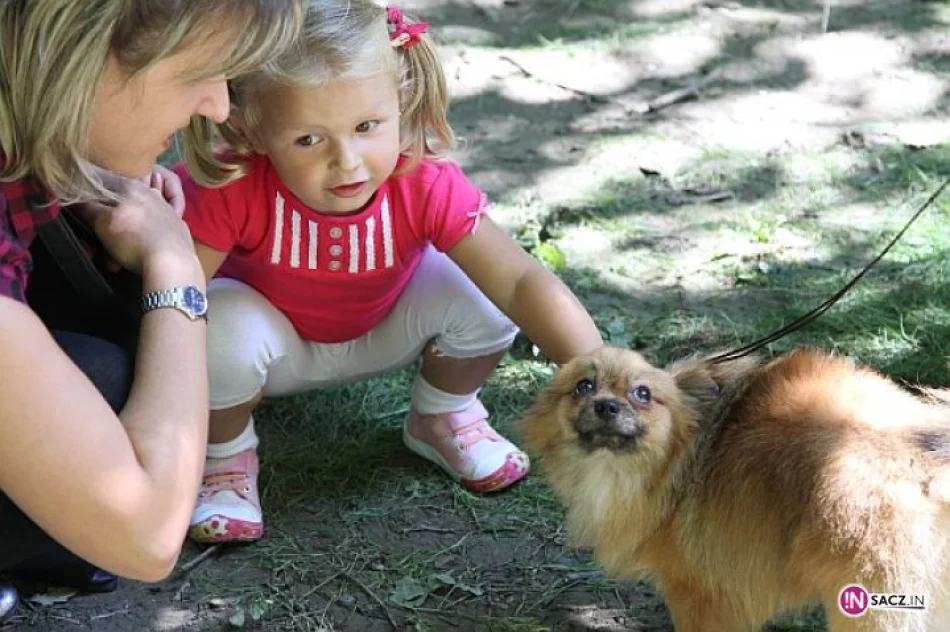 Nowosądecka Wystawa Psów Rasowych - zdjęcie 2