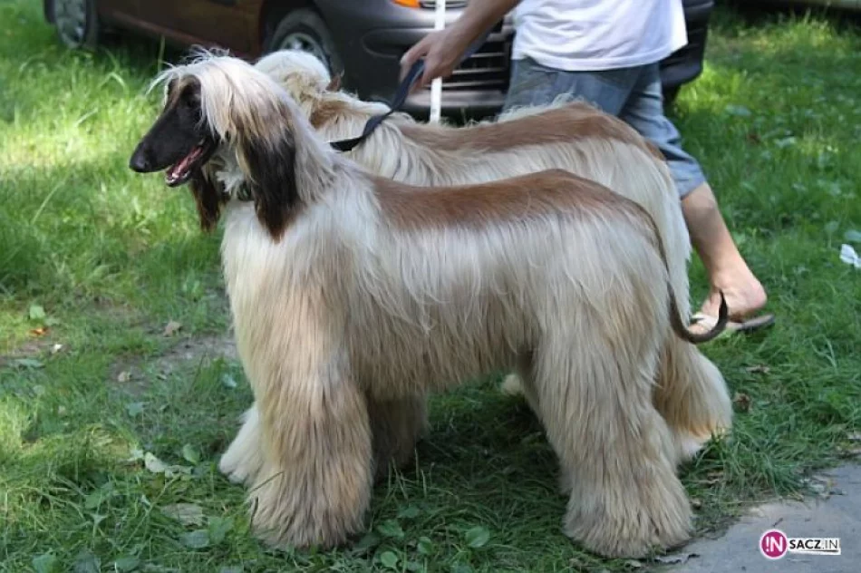 Nowosądecka Wystawa Psów Rasowych - zdjęcie 3